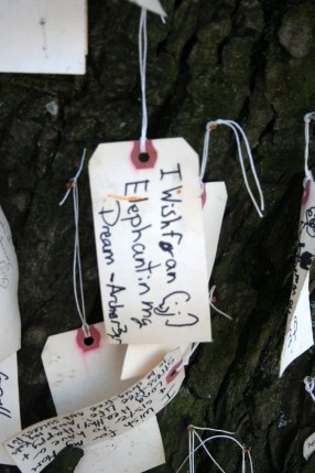 I wish for an elehant in my dream -- Archer 3yr