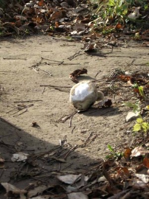 1915679_193299069599_5945146_n-1